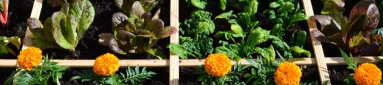 Сад и огород секреты успеха | садоводство квадратного фута